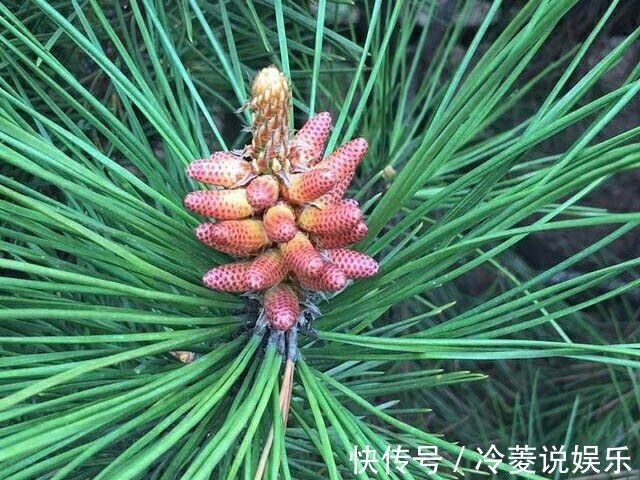 强身健体|农村路边常见的“长寿树”,是糖尿病患者的天然“保健品