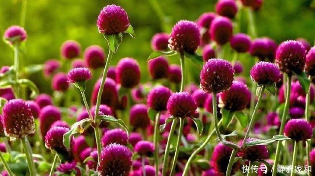 一种能常开不败的花卉盆栽,象征着永恒的爱,还能泡茶,受人喜爱