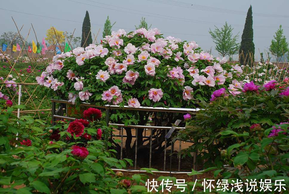 十大旺财花越老越值钱，建议养一盆，越养越富贵