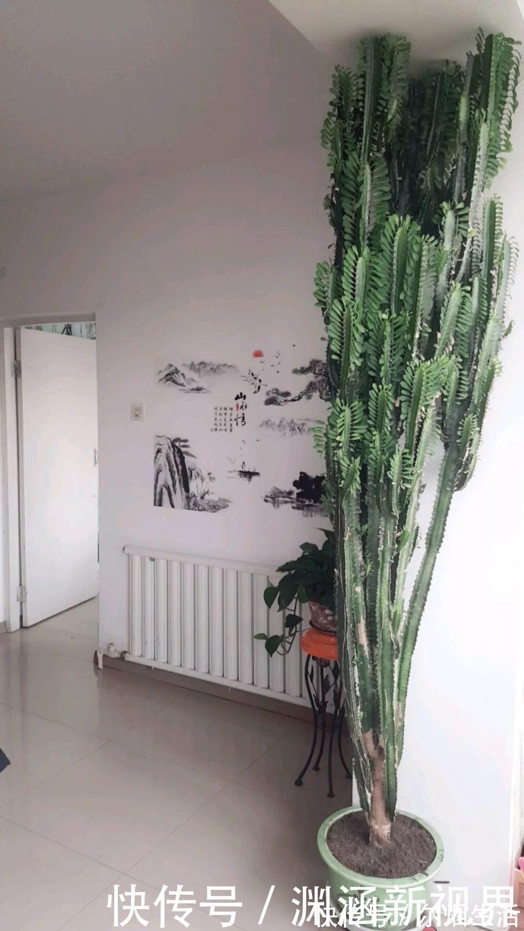 会养花的人都选它，耐旱又好活，2年养成小树桩！