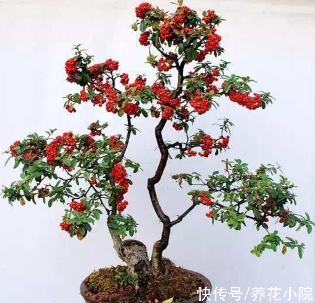 金弹子|家里养3种“观果盆景”,枝头挂累累硕果,真是漂亮又喜庆