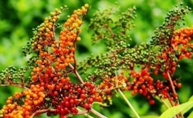 它的叶子长得似香椿叶，开白色小花，遇见挖回家