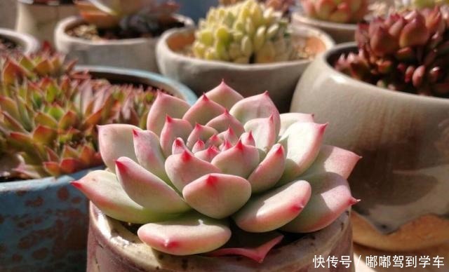 多肉的叶片干瘪,发皱,变软,需要浇水吗,且听大神如何回答!