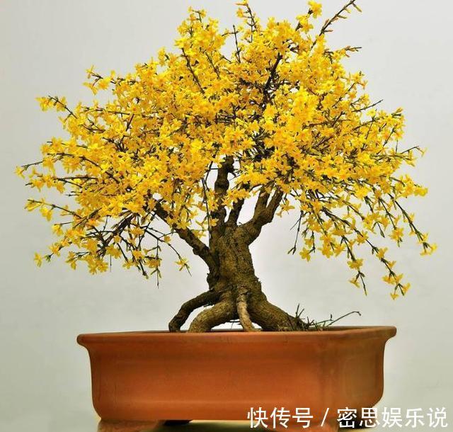 有钱人爱养的3种花，好看又聚财，难怪越来越有钱