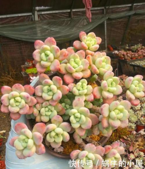 要点|家里养多肉劳尔,了解掌握3个要点,上色美长满盆,变成香香老桩