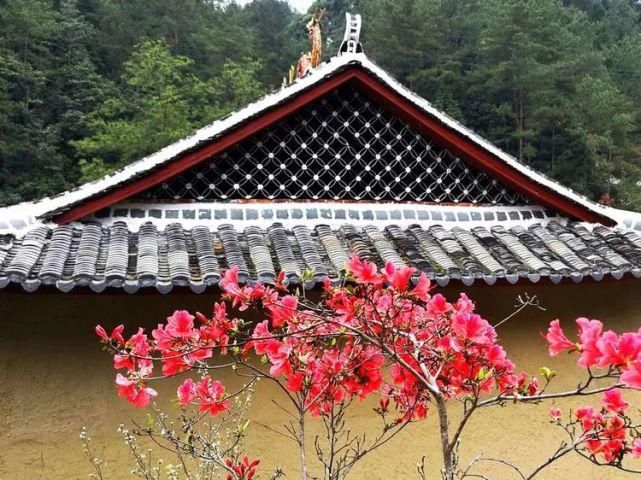 杜鹃花开，满山烂漫，寿宁这个地方美翻了！