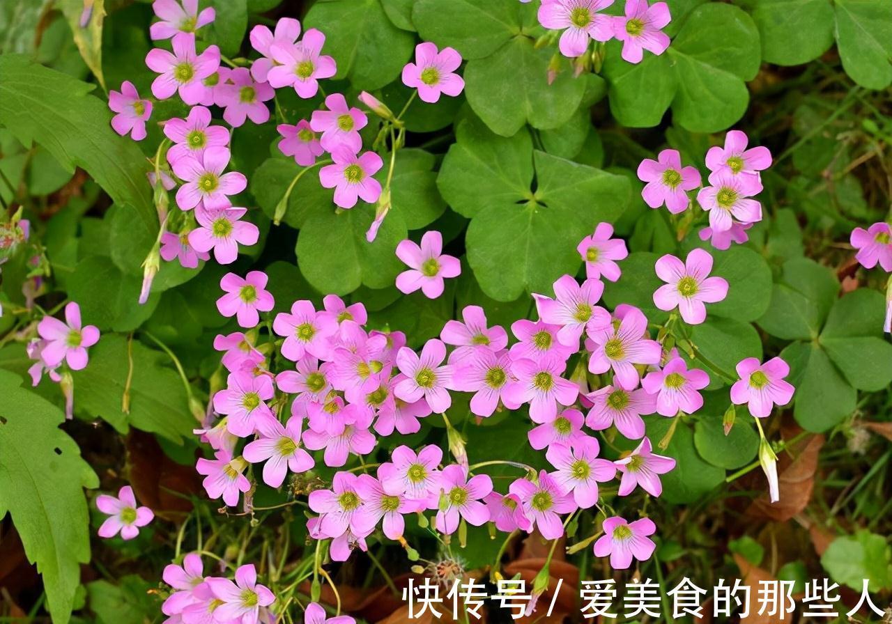 冬至前养1盆这农村野草,雅致秀美、开花旺盛情怀满满