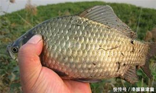 器具|钓鲫鱼久不发窝,不妨试试这几种打窝方式,鱼口马上会有变化