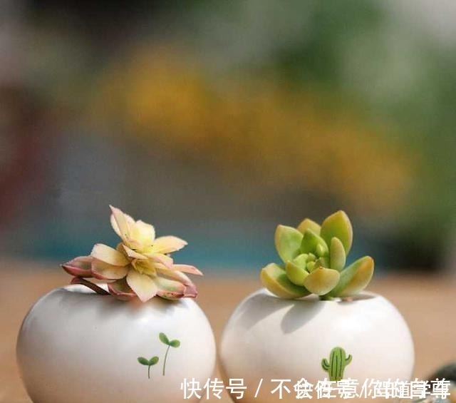 多肉|多肉用土要谨慎,用了“铺面石”养一盆死一盆,想过夏赶紧换土!