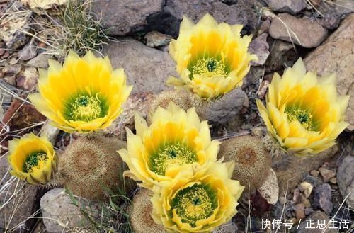 延年益寿|高山上这野草长得像白菜,五年才开花,属二级国宝,一朵花上万元