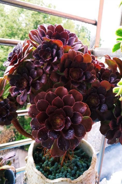 来自“童话里”的6款多肉,满满都是回忆,听名字就很想养上一盆