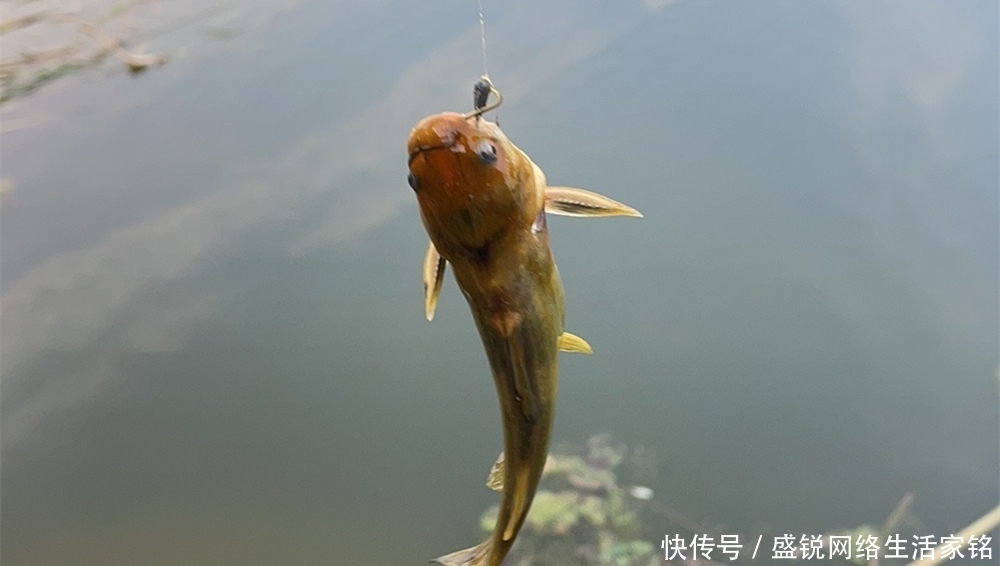 钓鱼技巧:七星漂钓组的两种调漂方法,以及常见的漂相