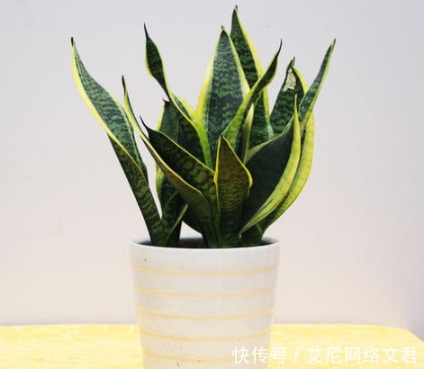 4种被“勤快人”养死的花,最怕勤浇水,养开花的秘诀:管住手