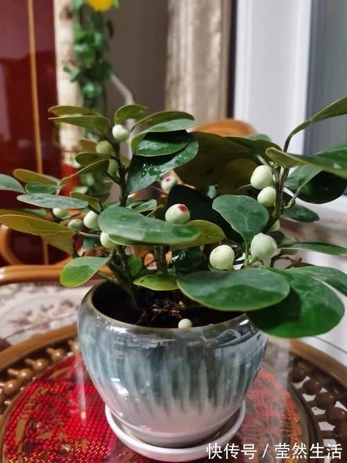 观叶|“小盼菩提”是一种什么盆栽？观叶又观果，漂亮好养，像带着仙气