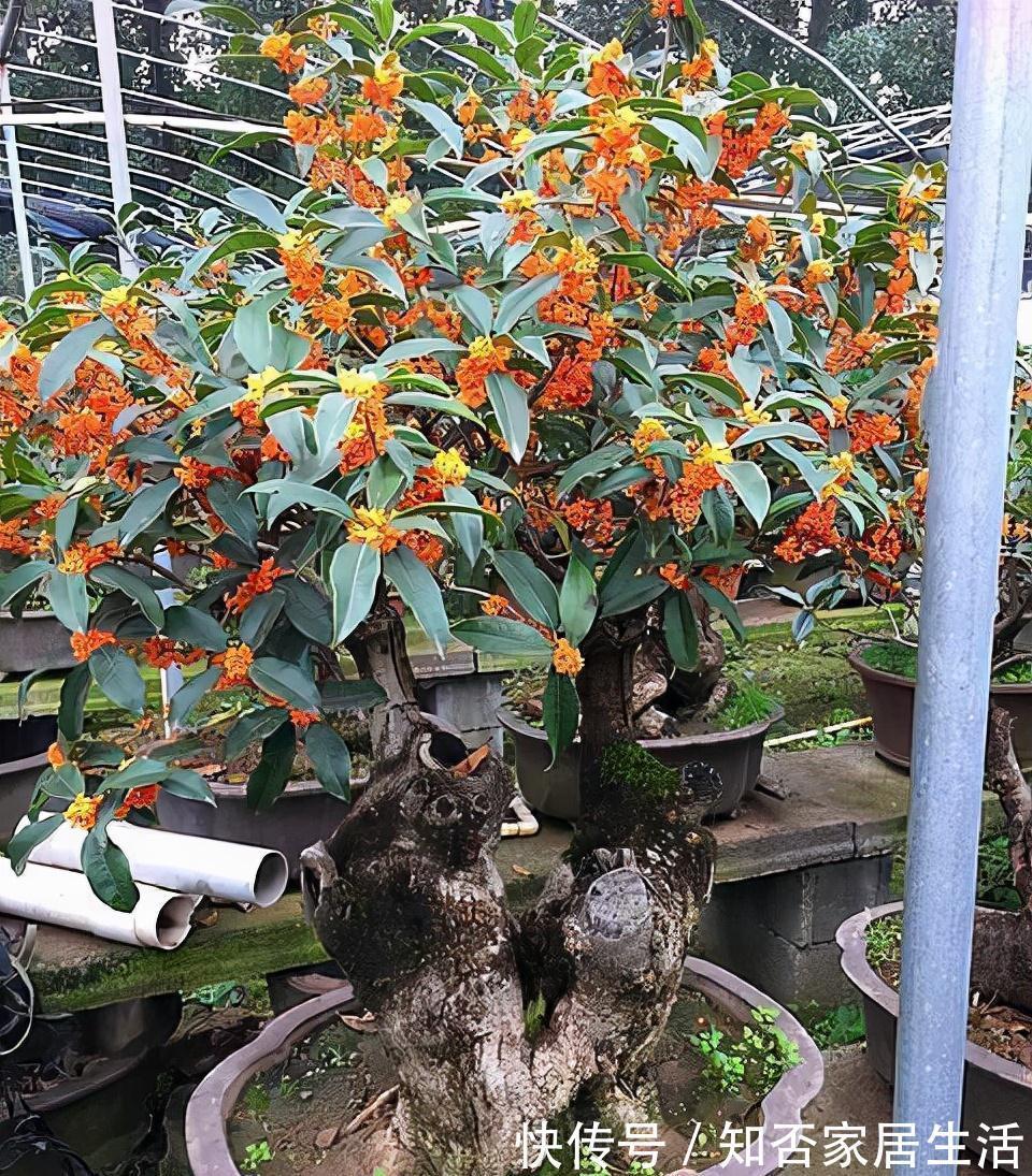 3种“养人树”，漂亮有香味，能吃能观赏，建议至少养一种