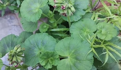 天竺葵|夏天养这四种花的时候要注意,花也需要休眠,不然容易出现问题