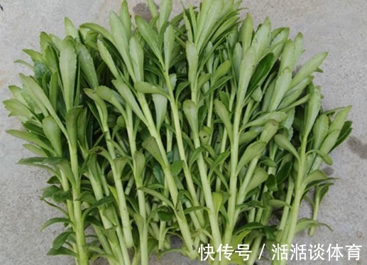 心菜|曾被当野菜吃,钙含量堪比钙片,如今种植亩产超万元,见到别错过