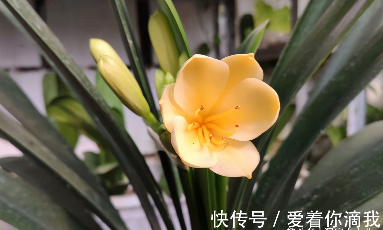 开花|君子兰开花不积极，勤做“三动作”，撒欢长不夹箭，绽放层叠群兰