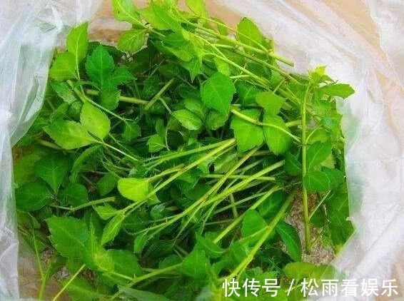 野菜|此野菜人称“摇钱草”,晒干后一斤卖230块,农民自己不舍得吃