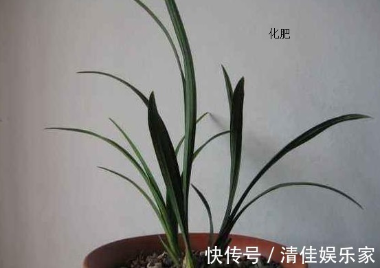 养分|兰花生性娇贵不易种植，这里分享几个兰花用肥技巧，帮您种好兰花