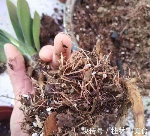 腐叶土|让君子兰“快生根”用上1种“好宝贝”,2周长满狗牙根