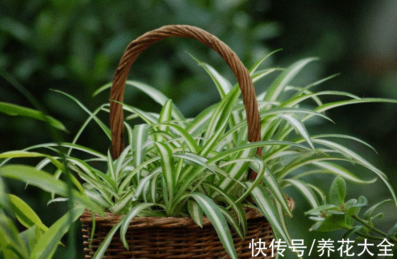 老中医|老中医爱养的10种植物，种一盆养人养身心，堪称植物“小药箱”