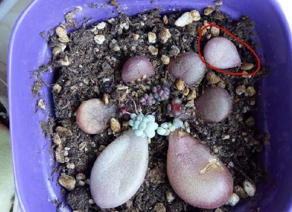 一棵小桃蛋的成长记,即使之然一身也不放弃生长,萌新萌化了