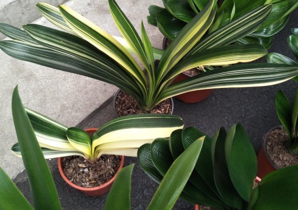 养护|君子兰叶片亮绿,怎么养护才能颜值高,多开花?