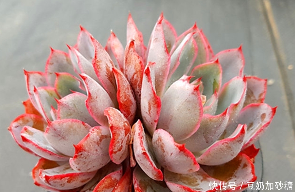 徒长|这些多肉夏天可以不遮阳,因为不容易晒伤,但遮阳很容易徒长