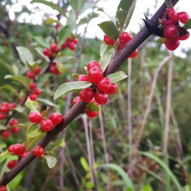 生物|杨向红镜头下的玉龙雪山奇花异草，见证了丽江生物多样性之美