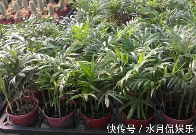 腐叶土泥炭土|除了绿萝你还可以选择它，一种特别适合室内养的绿植