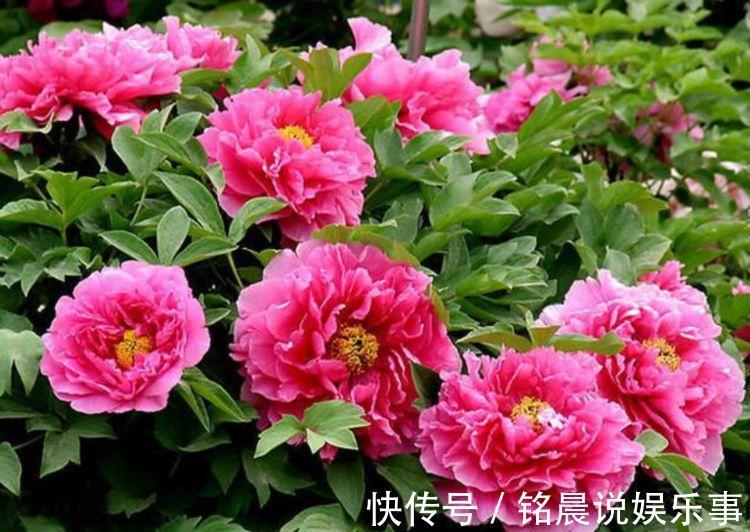 “4种花”一养就上瘾,开花漂亮,绚丽多彩,沁人心脾,芳香满屋