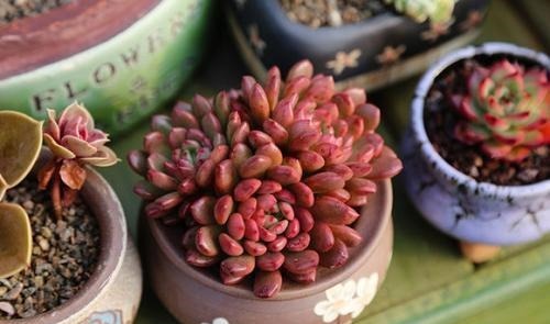 冬天|多肉想半个月就化了,都是“水太多”,这样浇水才有胖多肉