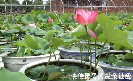 花量|9种漂亮花,热不死晒不怕,开花大半年,没有病虫害,38度成花海