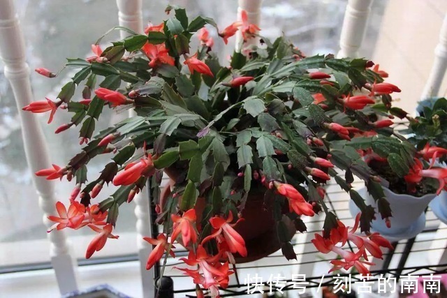 蟹爪兰开完花后“软趴趴”摘摘叶片,补补肥,花开一茬接一茬!