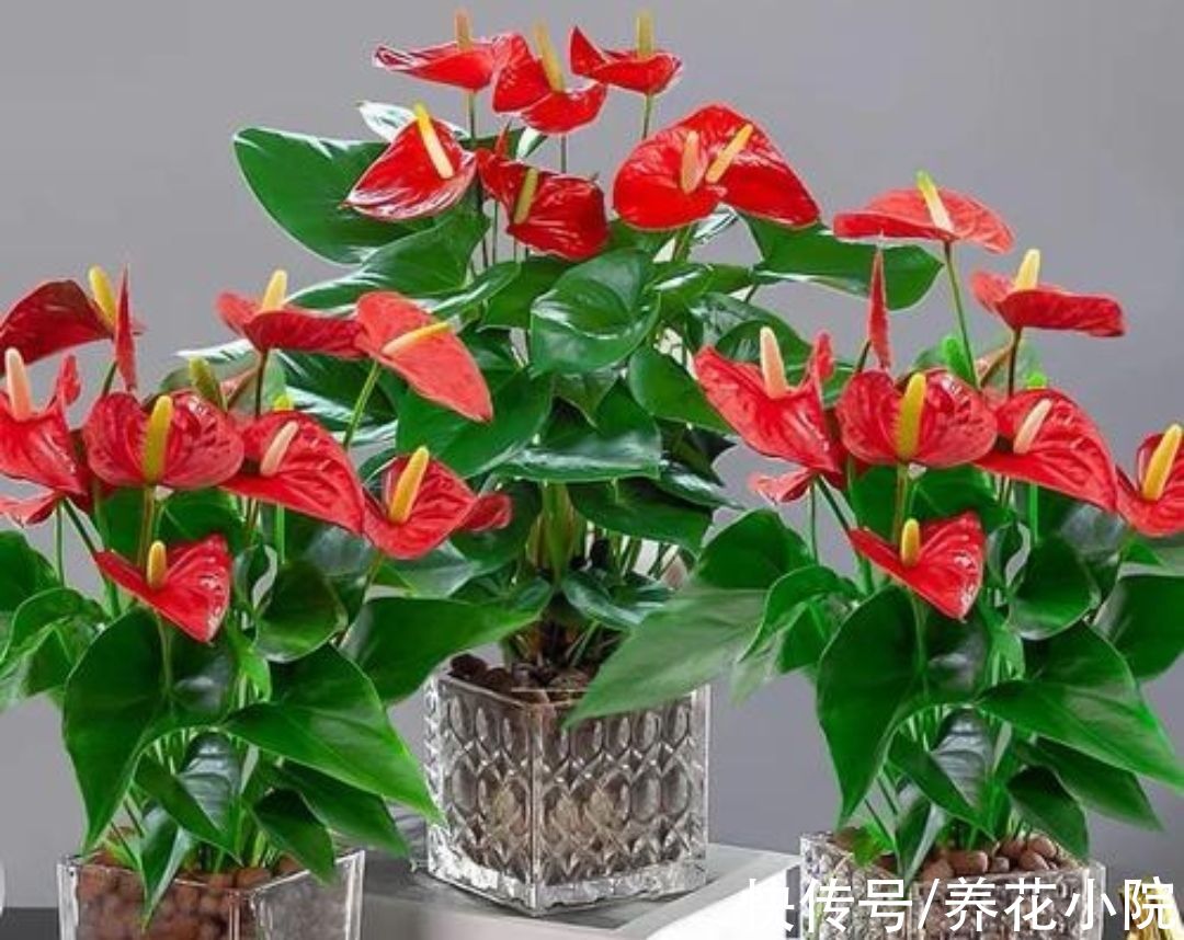 6种花怕晒太阳,别放阳台养,不然容易黄叶枯萎,难养好