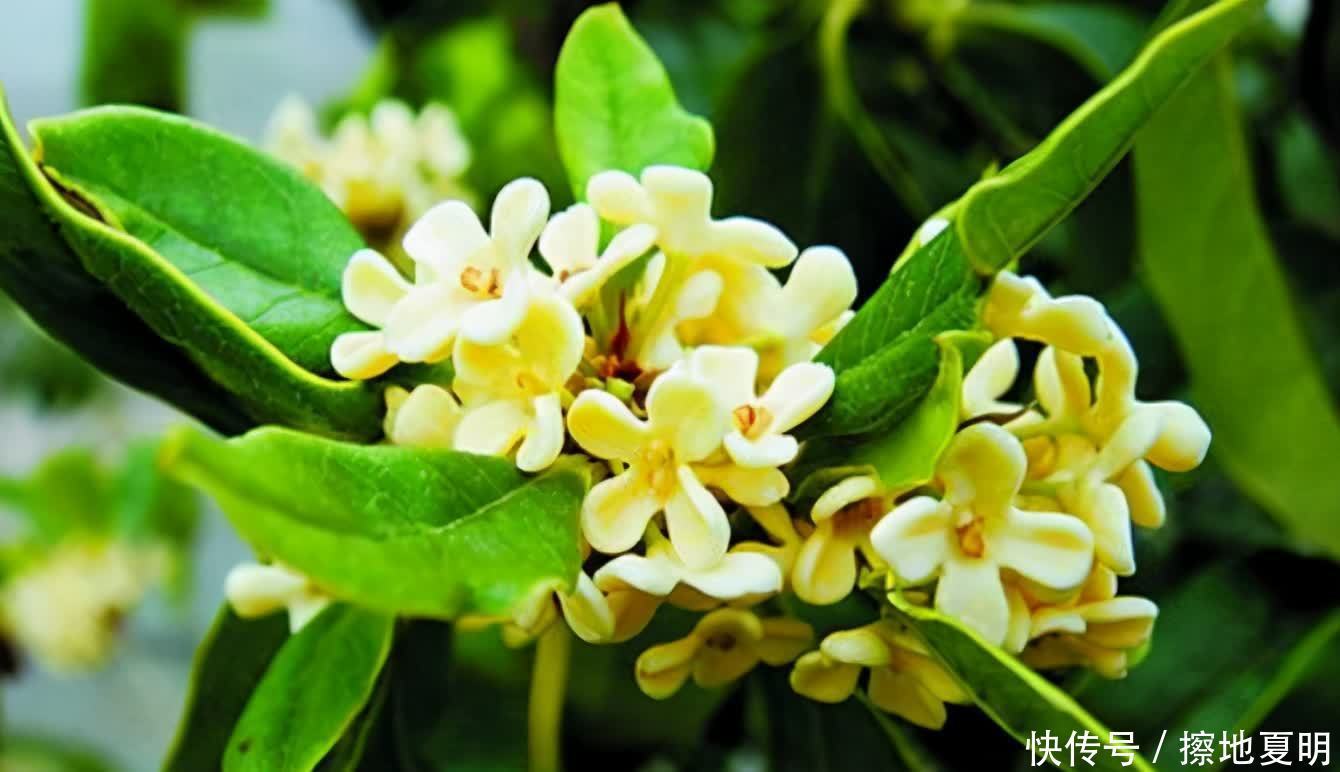 养桂花也需要技巧,掌握这些要点,才能四季油绿,开花香满屋