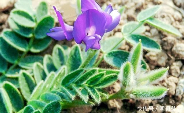 人称|人称“小米口袋”根似人参,乡下小孩都吃过,如今却少人识