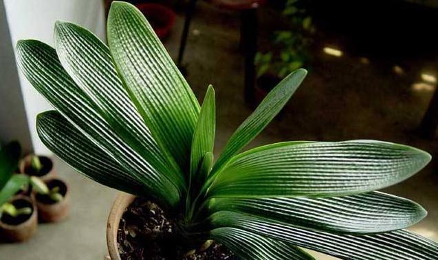 养护君子兰,学会“3个”浇水“小窍门”,满盆长满“大白根”