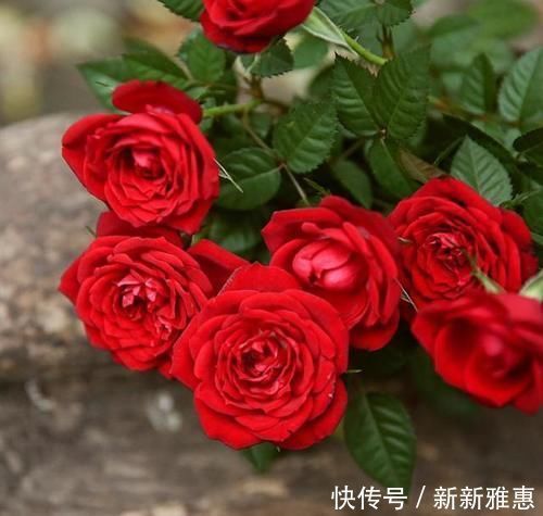 中国最香的花是什么花？哪些花比较好养？