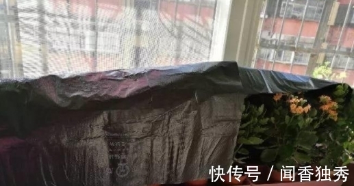 长寿花“12月”不长花苞?赶紧狠心“虐一虐”