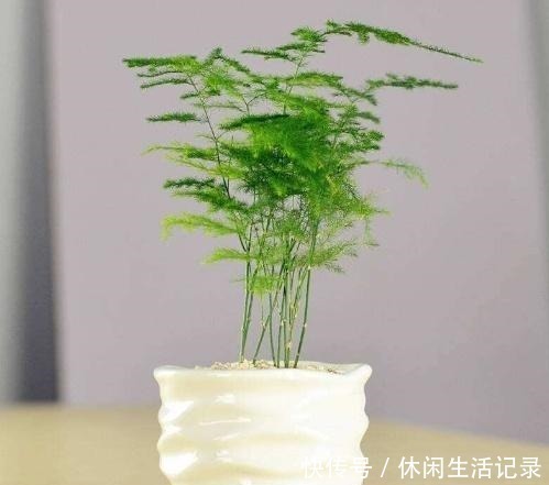 潮湿|文竹动不动就黄叶可能犯了这3个“错误”,做错一点也没“辙”!