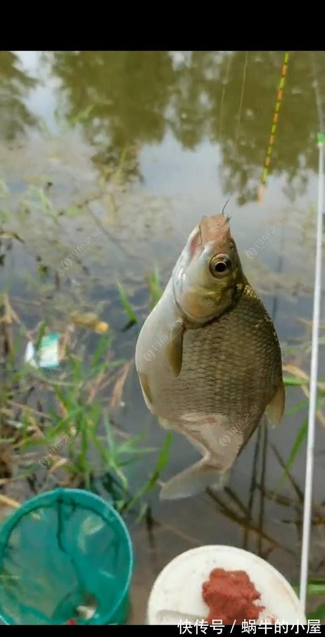 时节|秋季钓鲫鱼与天气的关系浅析