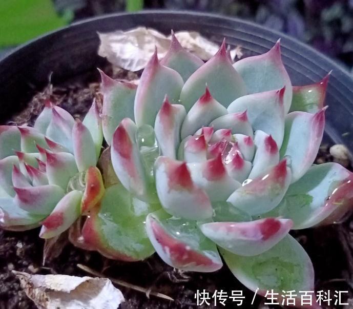 洋水仙|这4种花不易生病好养活,开花就爆盆,园艺新人小白入手不吃亏