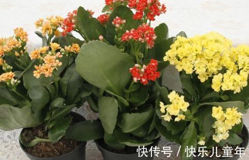 这5种花,过冬一定要少浇水,都有一个共同的特性