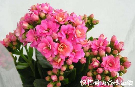 鸡蛋黄|长寿花，入冬前食用它，开花提前20天，一开上百朵，美爆了！