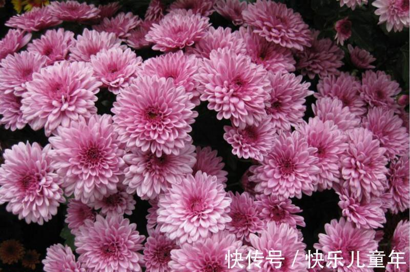 爆盆|此种花,养在防盗窗也能爆盆,现在正是它的主场