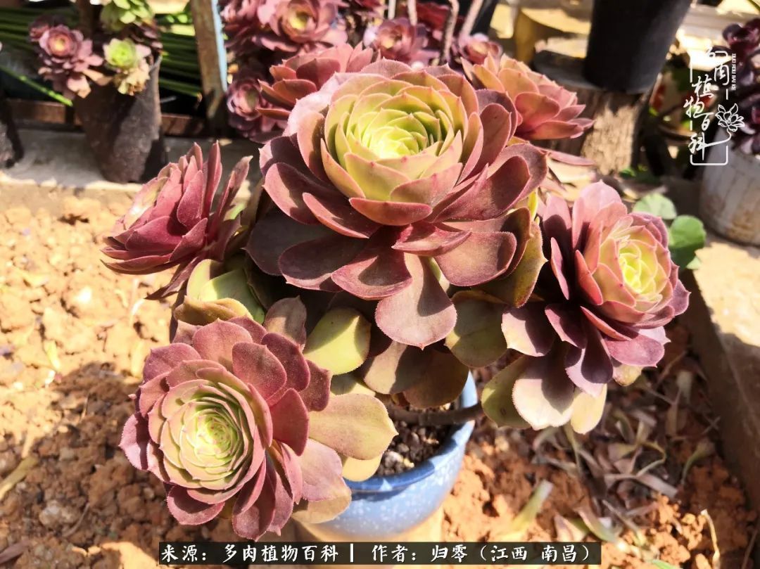 肉肉|人生转个弯,在小院遇见落入凡间的多肉小精灵!