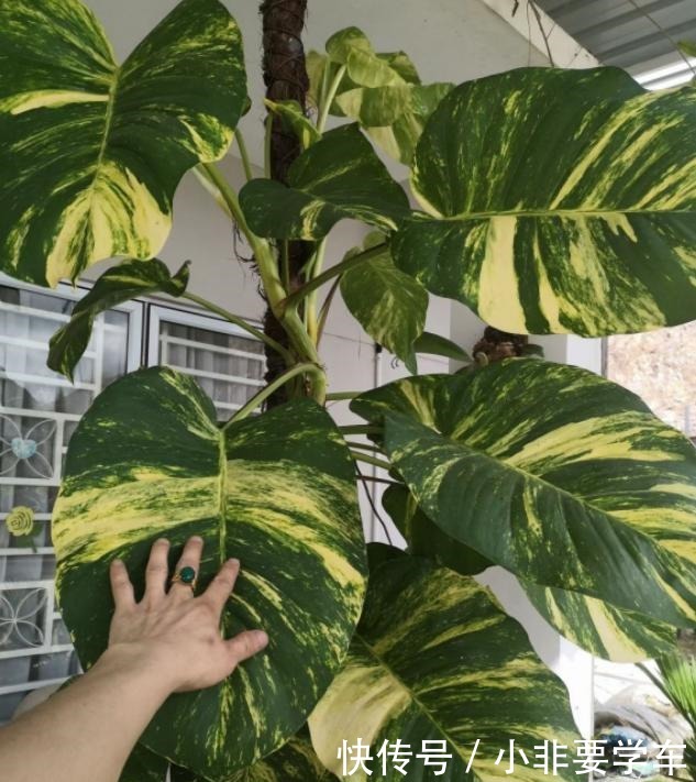 绿萝养久了,居然变成了龟背竹,还开背了!