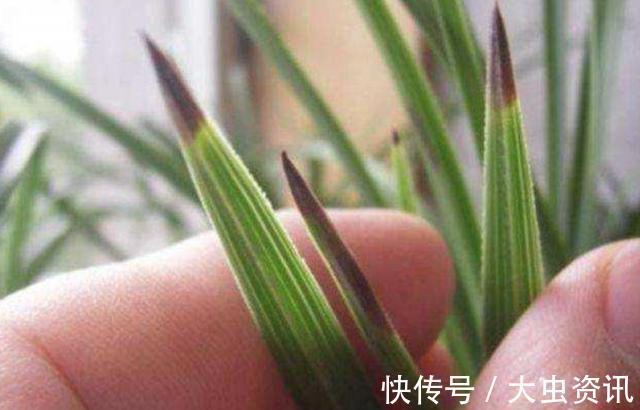 兰花|兰花总“焦尖”怎么办？通过“2点”分析，找到原因才能叶子油绿